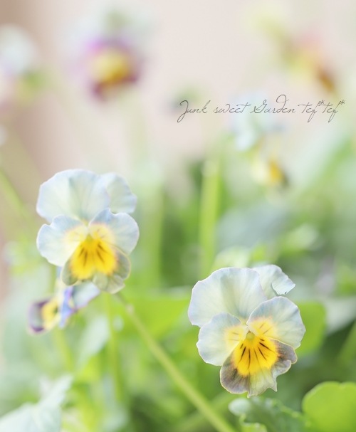 ���ե��餭�ӥ��顡�����ߤ�ӡ� �����¥��ꥸ�ʥ�