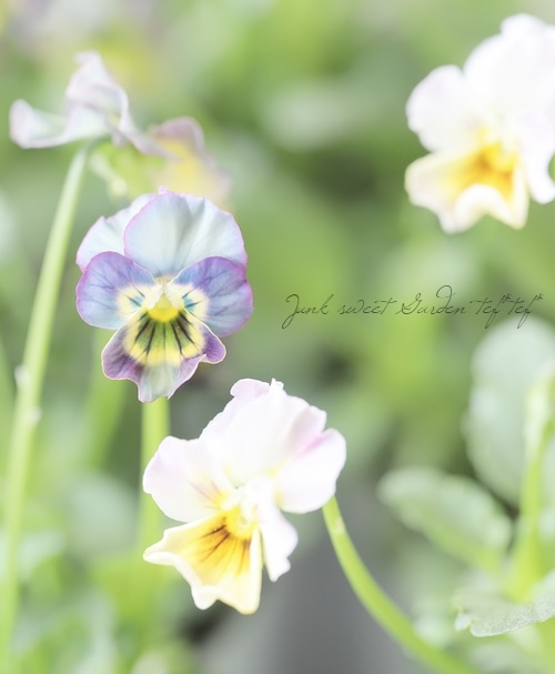 ���ե��餭�ӥ��顡�����ߤ�ӡ� �����¥��ꥸ�ʥ�