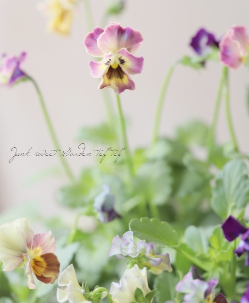 ���ե��餭�ӥ��顡�����ߤ�ӡ� �����¥��ꥸ�ʥ�