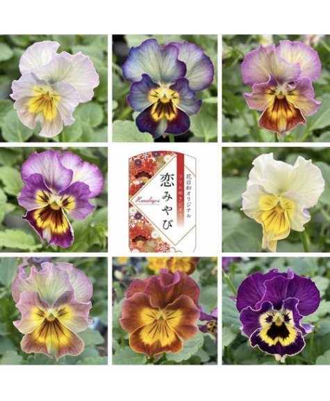 ◆◆MIYABIさま　ＬＡ5♥ビオラレディ ♥希少♥人気品種♥ ◇◇MIYABIさま LA5♥ビオラレディ ♥希少♥人気品種♥ - メルカリ