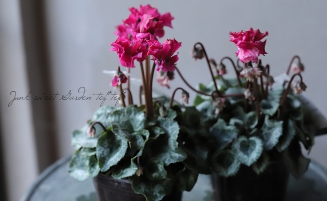 シクラメン「ピーコック」（4寸）希少品種【送料無料】 予約販売 極上