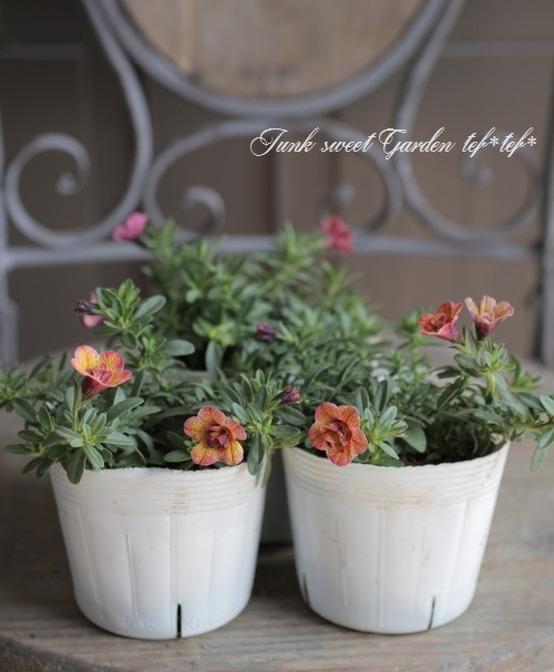 八重咲き！カリブラコア スイートクリンゲル 『ダブルブロンズ