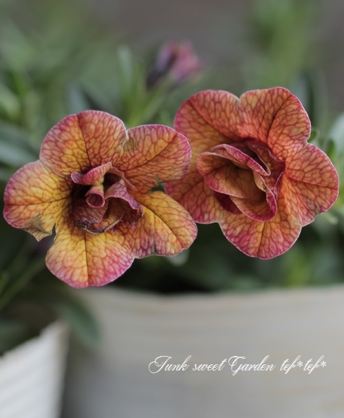 八重咲き！カリブラコア スイートクリンゲル 『ダブルブロンズ