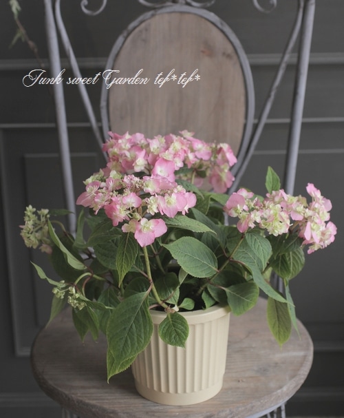 花 agiri 山あじさい交配種 『八重咲きのピンク花』 No.1 | すべての商品