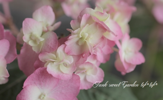 山あじさい交配種 『八重咲きのピンク花』 No.1 | すべての商品