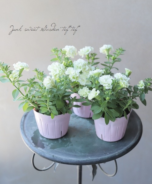 八重咲きペチュニア 『ホーリーノット』 | すべての商品 | | Junk