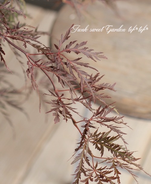 ��ߥ�������-������-���عȻ޿�졡-�٥˥�����-��