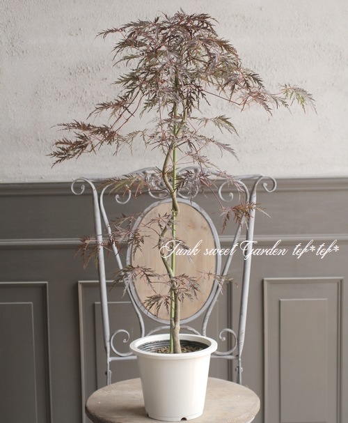 モミジ 楓 -カエデ- 『紅枝垂れ -ベニシダレ-』 | すべての商品