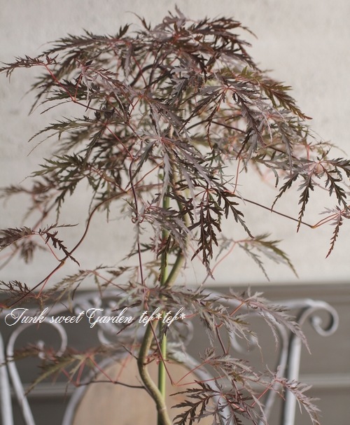 ��ߥ�������-������-���عȻ޿�졡-�٥˥�����-��