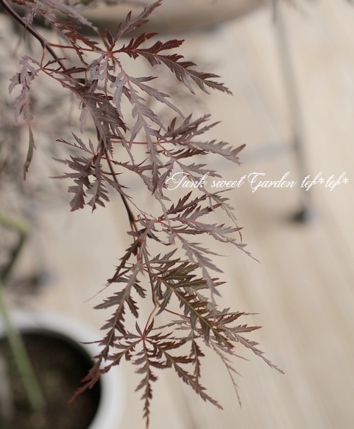 ��ߥ�������-������-���عȻ޿�졡-�٥˥�����-��