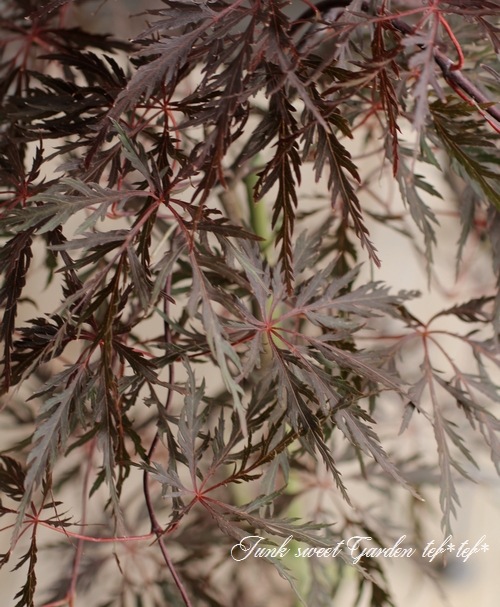 ��ߥ�������-������-���عȻ޿�졡-�٥˥�����-��