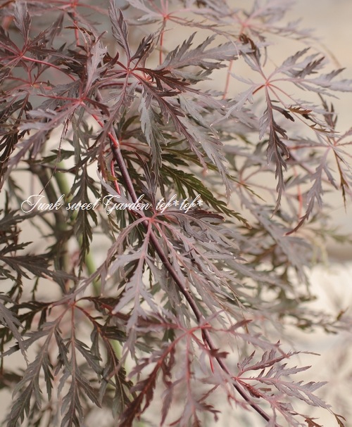 ��ߥ�������-������-���عȻ޿�졡-�٥˥�����-��