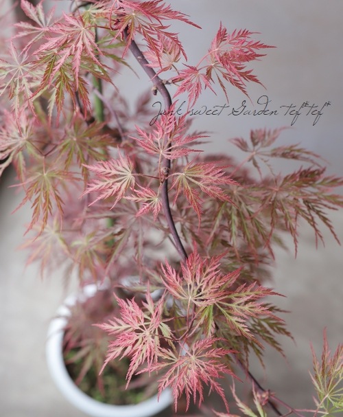 ��ߥ�������-������-���عȻ޿�졡-�٥˥�����-��