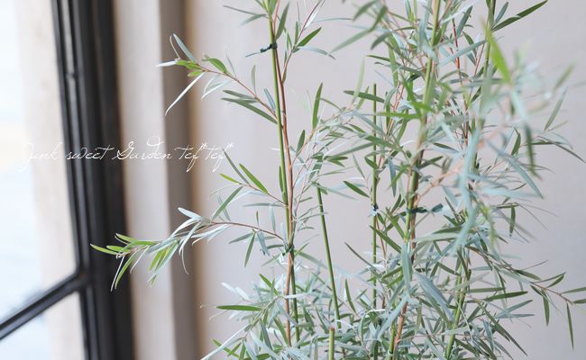 レプトスペルマム 『シルバーティーツリー』 | すべての商品