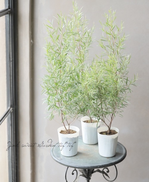 シルバーティーツリー　ルートプラスポット入り/ 559 レプトスペルマム 『シルバーティーツリー』 | すべての商品