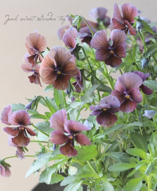 ○佐藤さん育種・個性派ビオラ・ヌーヴェルヴァーグ 『ボジョレー