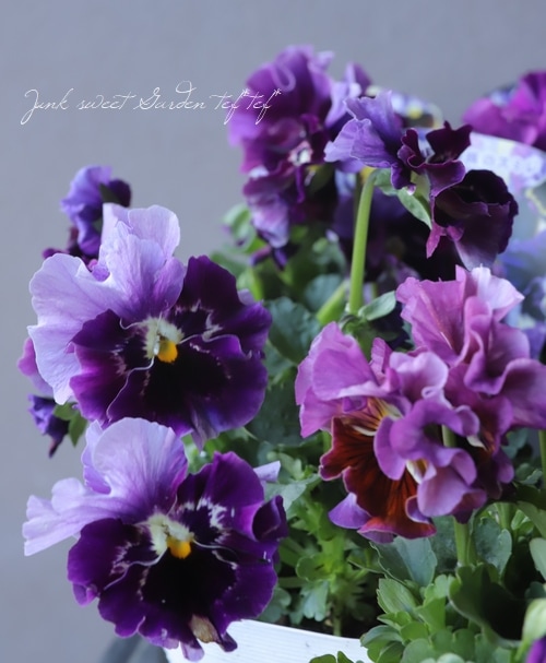 パンジー ・ムーランルージュ 『ビオエレッタ』 食べられる