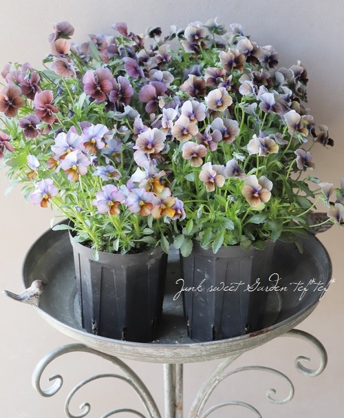 ○佐藤さん育種・個性派ビオラ・ヌーヴェルヴァーグ 『ボジョレー