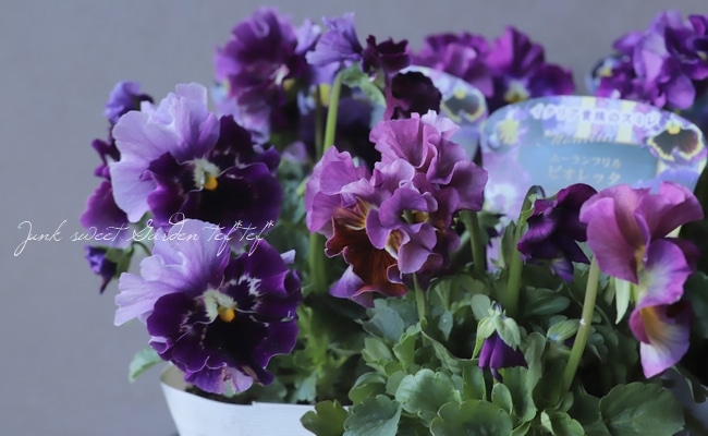 パンジー ・ムーランルージュ 『ビオエレッタ』 食べられる