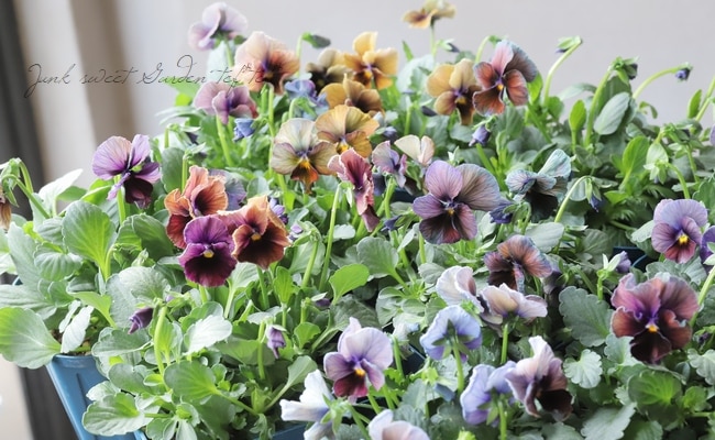 ○佐藤さん育種・個性派ビオラ・ヌーヴェルヴァーグ 『ボジョレー