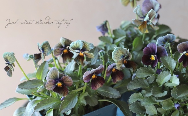 ○江原さん育種・個性派ビオラ 『ヌーヴェルヴァーグ』 【Iタイプ