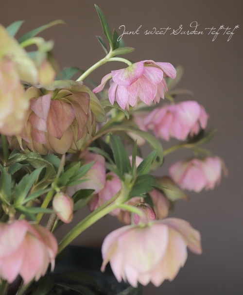 クリスマスローズ 『ピンクリバーシブル dd』 特大株 | すべての商品