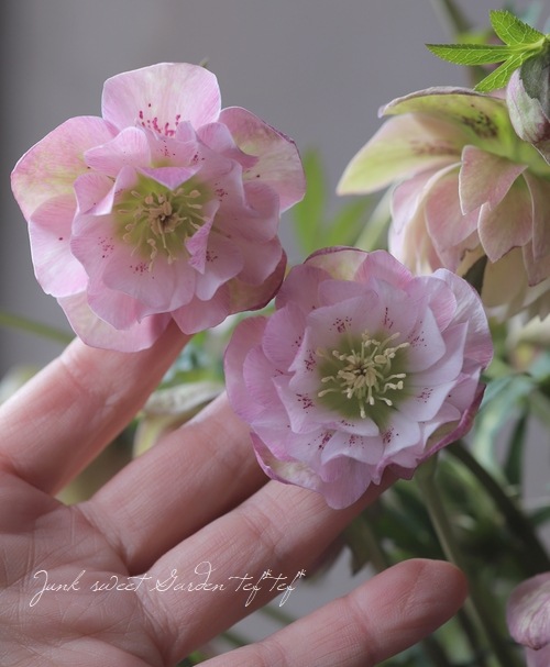 クリスマスローズ 『ピンクリバーシブル dd』 特大株 | すべての商品