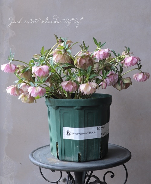 クリスマスローズ 苗　グリーン×パープルリバーシブルdd　大株 クリスマスローズ 苗 グリーン×パープルリバーシブルdd 大株