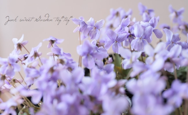 宿根スミレ 『八竜小すみれ』 | すべての商品 | | Junk sweet Garden