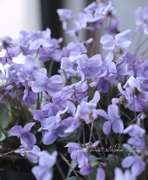 みーねこです。薄紫系のお花とシフォンリボンの華やかリース 2点お纏め 宿根スミレ 『八竜小すみれ』 | すべての商品 | | Junk sweet Garden