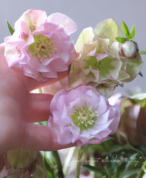 クリスマスローズ 『ピンクリバーシブル dd』 特大株 | すべての商品