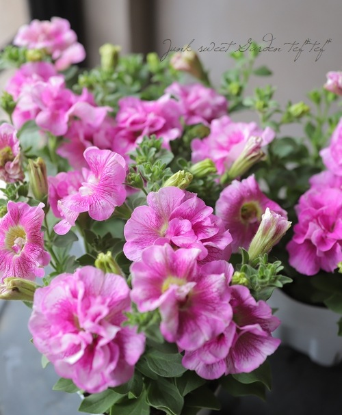 Ȭ�ź餭�ڥ���˥����إ֥�ꥢ��ȥ֡�����