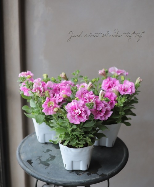 Ȭ�ź餭�ڥ���˥����إ֥�ꥢ��ȥ֡�����