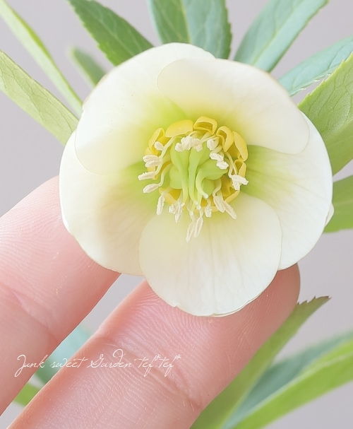 横山園芸・育種生産】 小輪多花性クリスマスローズ 『プチドール』 【G