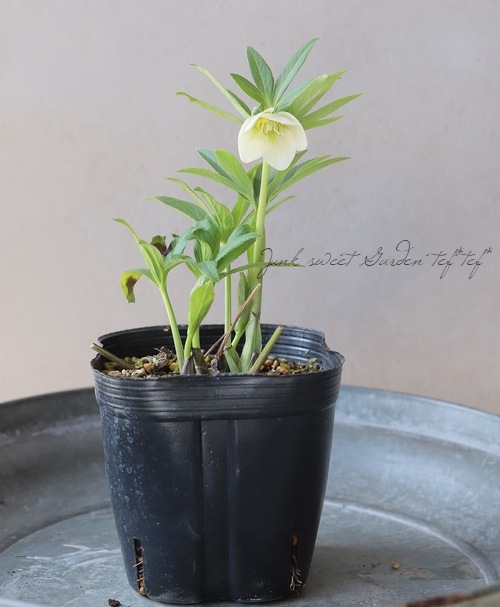 横山園芸・育種生産】 小輪多花性クリスマスローズ 『プチドール』 【G