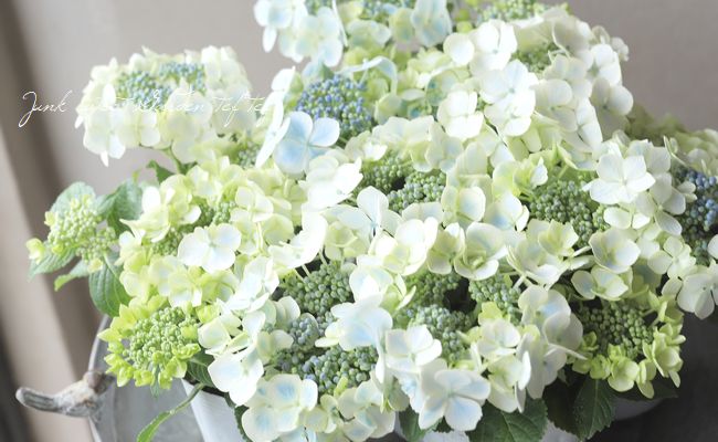 紫陽花 『水凪鳥 -ミズナギドリ-』 | すべての商品 | | Junk