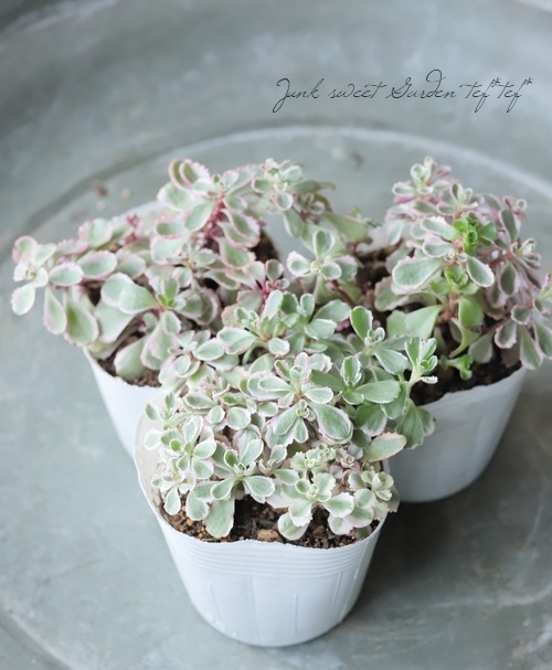 ぷりんの植肉植物 フェルニア ゼブリナ錦 【多肉植物 2.5号／1個売り】｜ 【植物の