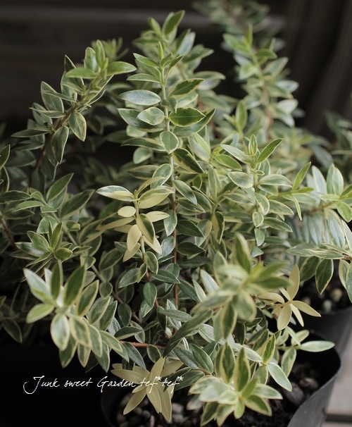 ����������ޡ��ȥ롡�إߥ륿�����Хꥨ��������