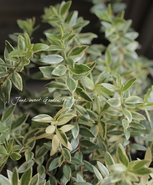 ����������ޡ��ȥ롡�إߥ륿�����Хꥨ��������