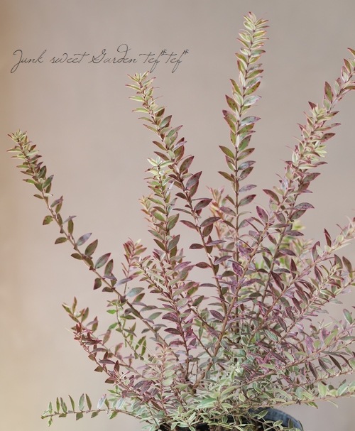 ����������ޡ��ȥ롡�إߥ륿�����Хꥨ��������