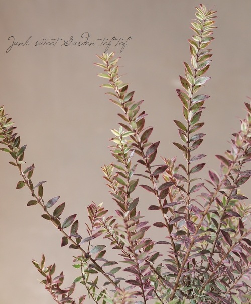 ����������ޡ��ȥ롡�إߥ륿�����Хꥨ��������