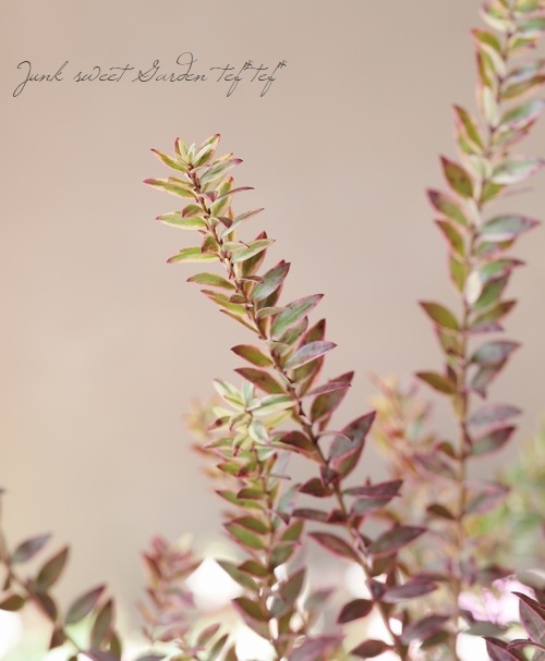 ����������ޡ��ȥ롡�إߥ륿�����Хꥨ��������