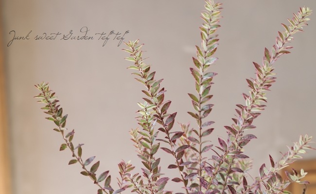 ����������ޡ��ȥ롡�إߥ륿�����Хꥨ��������