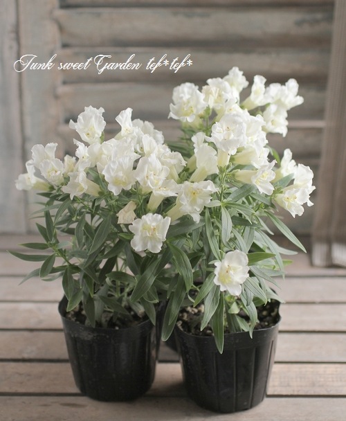 Ȭ�ź餭���󥮥祽�����ȥ����ˡ� �إۥ磻�ȡ�