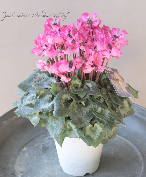 シクラメン 『天使のはね』 2023.No.G | すべての商品 | | Junk sweet