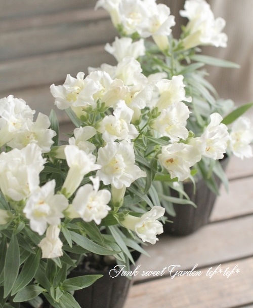 Ȭ�ź餭���󥮥祽�����ȥ����ˡ� �إۥ磻�ȡ�