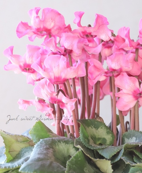 シクラメン シクラメン 『天使のはね』 2023.No.G | すべての商品 | | Junk sweet