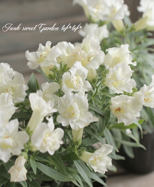 Ȭ�ź餭���󥮥祽�����ȥ����ˡ� �إۥ磻�ȡ�