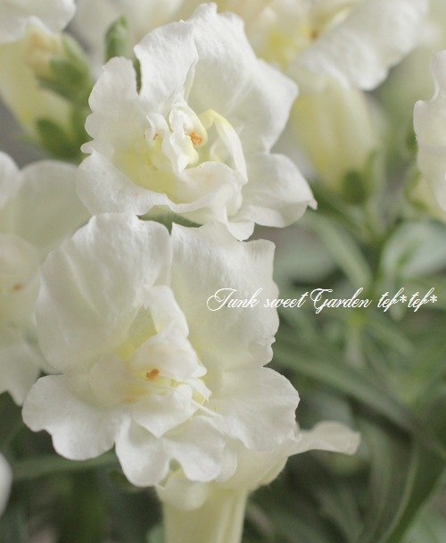 Ȭ�ź餭���󥮥祽�����ȥ����ˡ� �إۥ磻�ȡ�