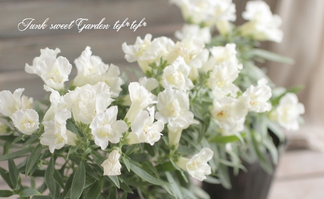 Ȭ�ź餭���󥮥祽�����ȥ����ˡ� �إۥ磻�ȡ�